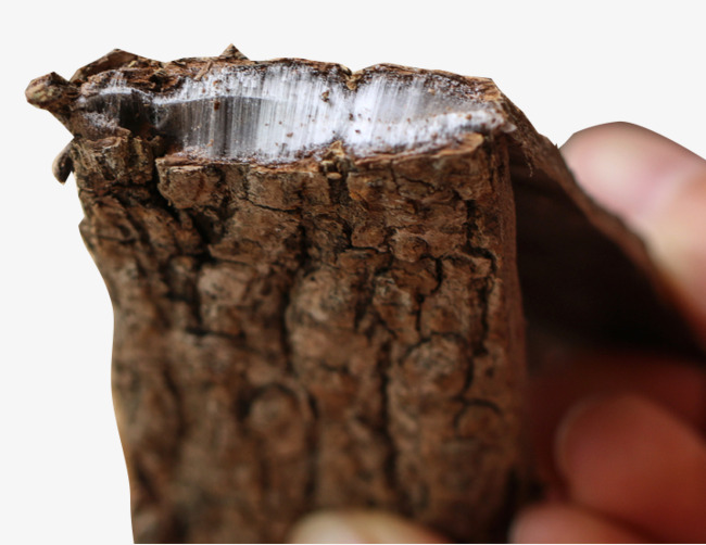 野生杜仲皮素材图片免费下载_高清png