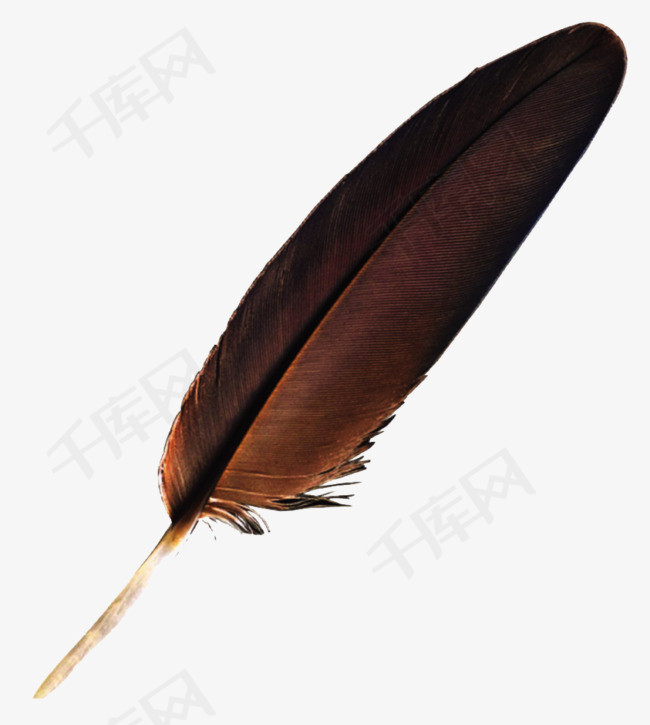 一只羽毛免扣素材羽毛毛发一只羽毛一根羽毛