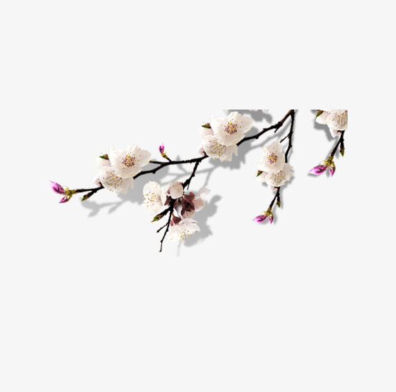白色的梅花