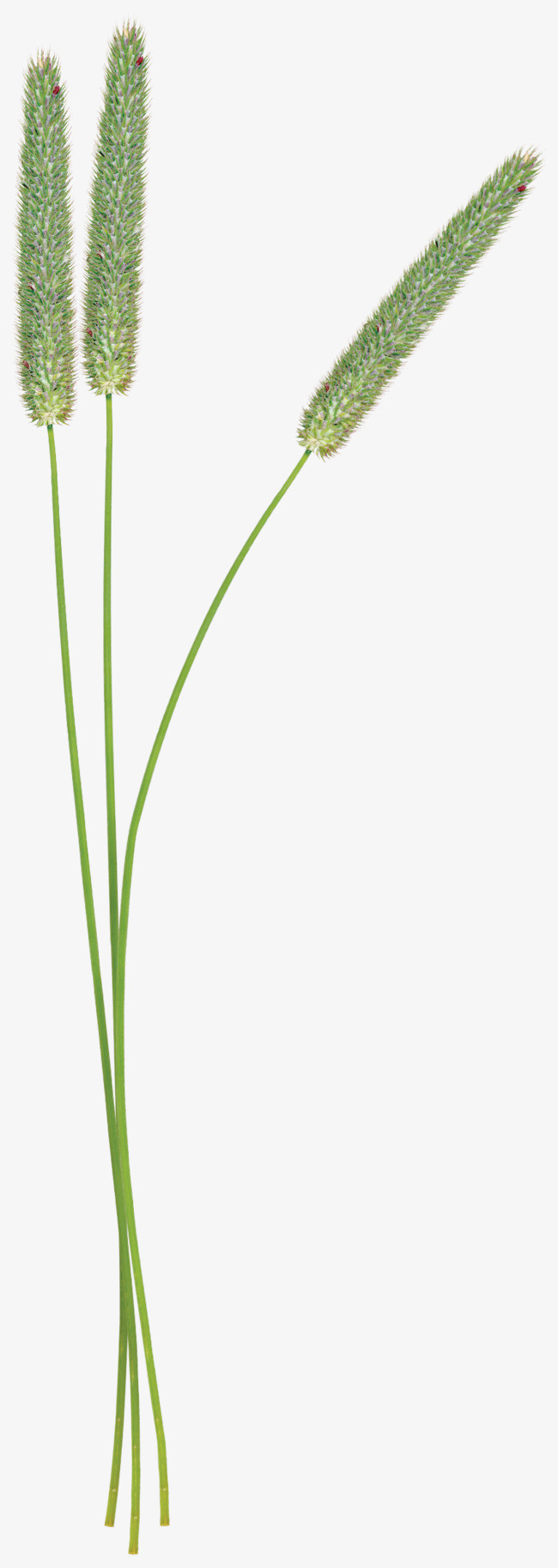 可爱狗尾巴草