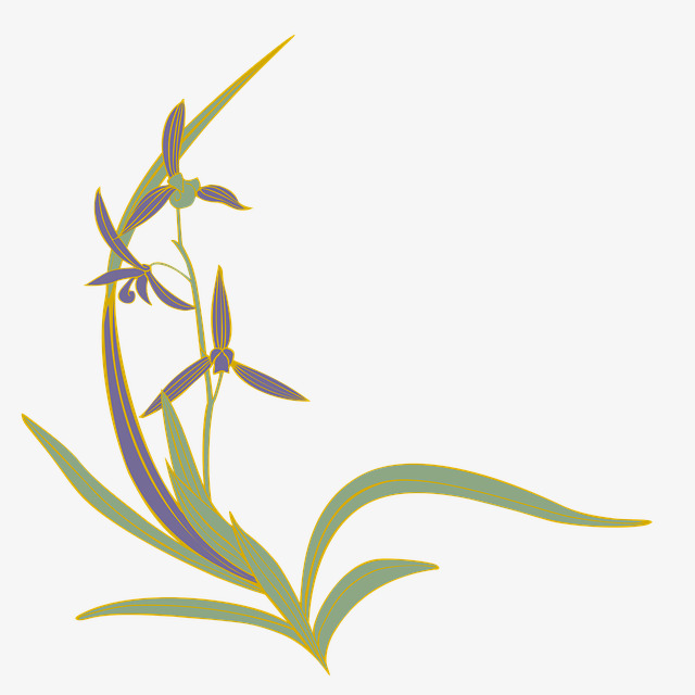 美丽的兰花手绘