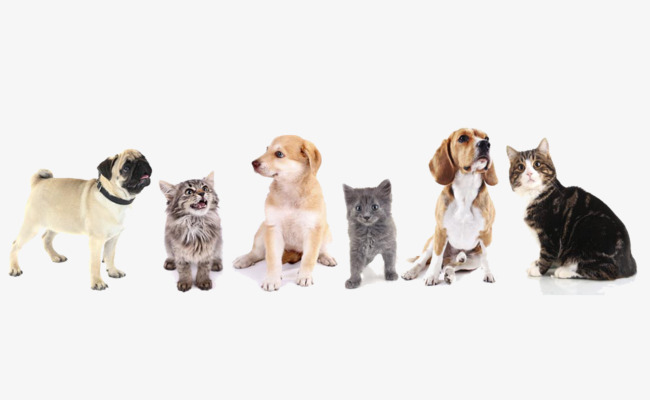 一群可爱的猫狗