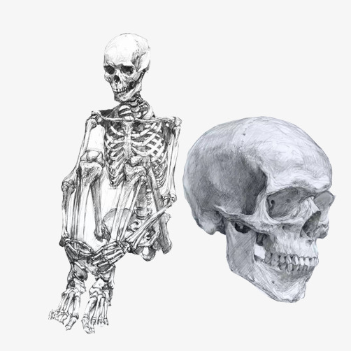 骷髅素描手绘画素材图片