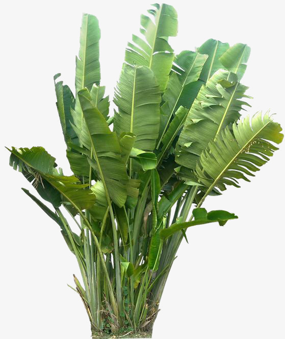绿色植物 叶子 芭蕉叶背景装饰 此素材是90设计网官方图片