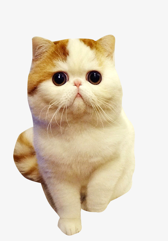 壁纸 动物 猫 猫咪 小猫 桌面 580_828 竖版 竖屏 手机
