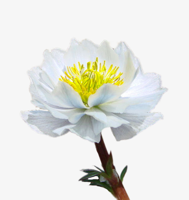 漂亮的雪莲花