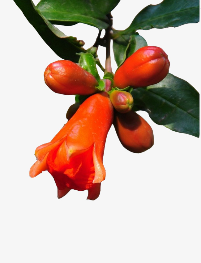 鲜艳石榴花