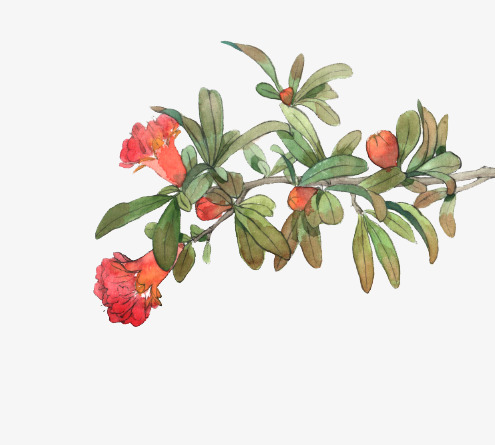 水彩画石榴花