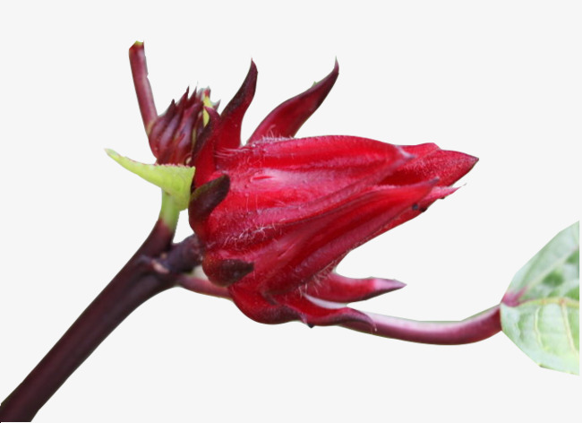 一朵洛神花图片素材