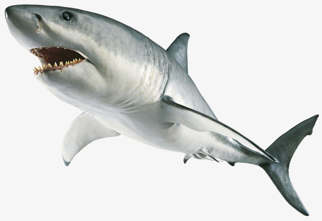 锯齿鲨高清