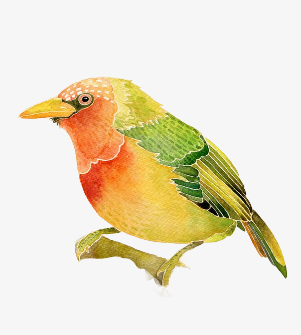 水彩画鸟素材图片免费下载_高清效果元素psd