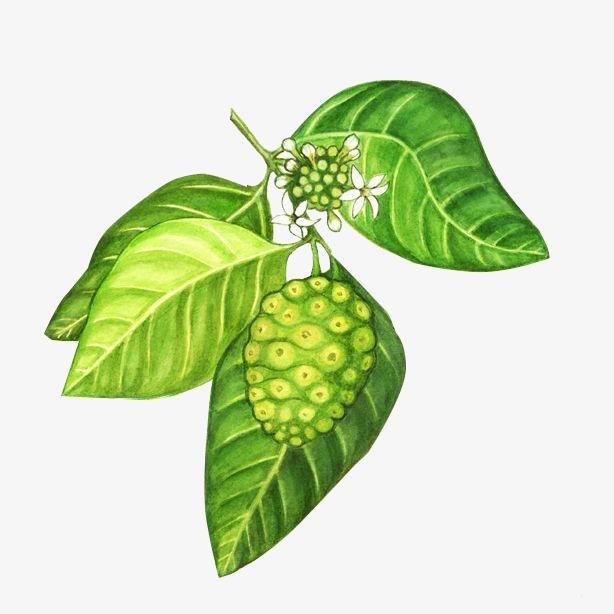 绿色诺丽果素材图片免费下载_高清产品实物png