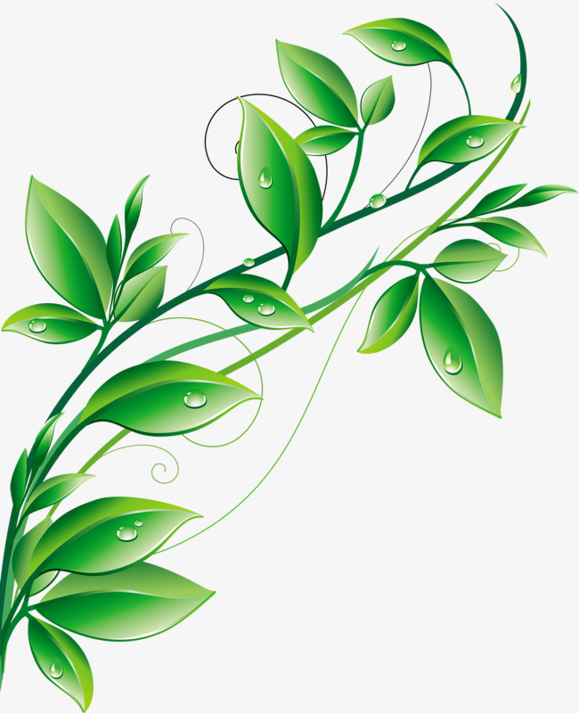 背景素材桌面绿叶包装绿色矢量图壁纸树叶植物矢量650_800宣酒设计设计理念图片