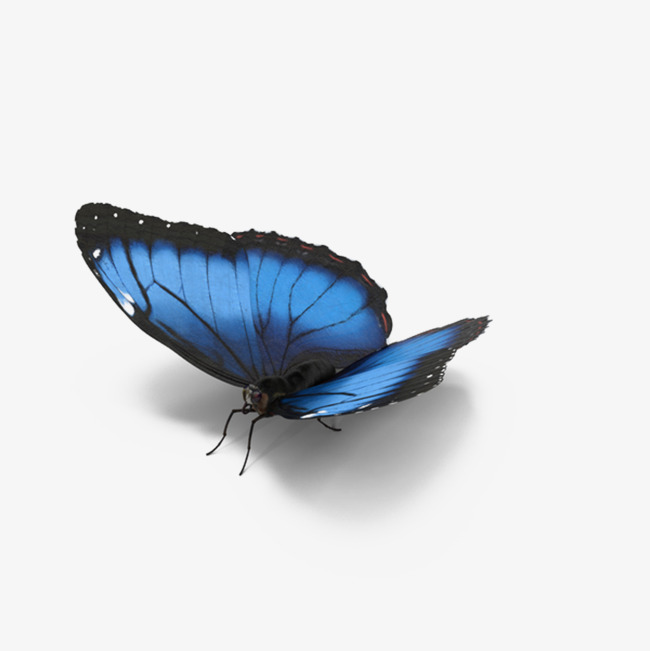 有阴影的蓝蝴蝶素材图片免费下载_高清产品实物png