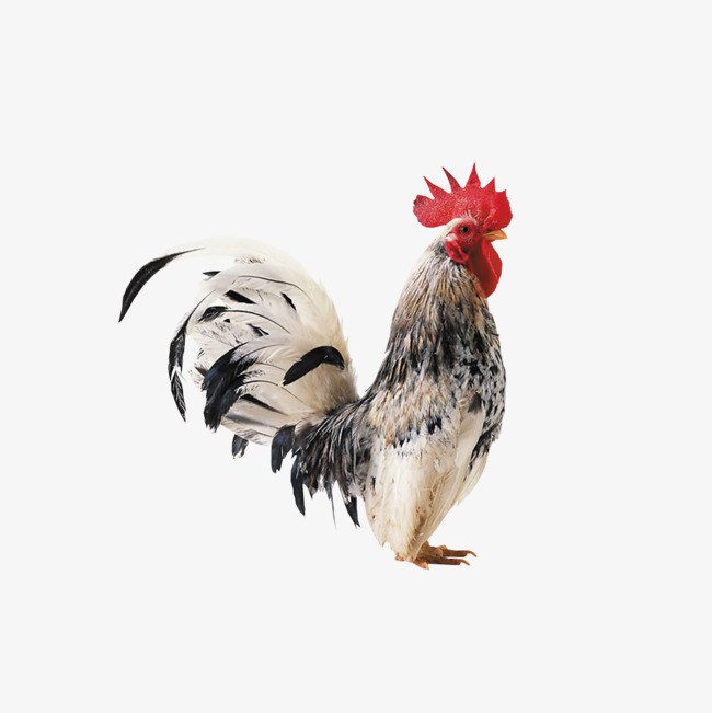 白色步伐昂扬的大公鸡