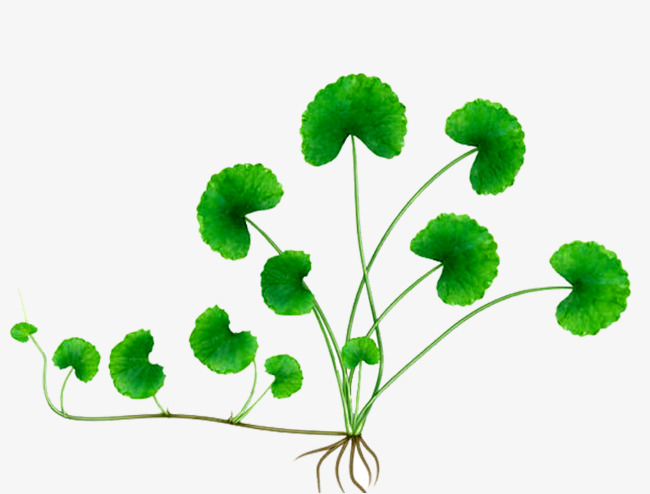 积雪草病虫害极少素材图片免费下载_高清图片png