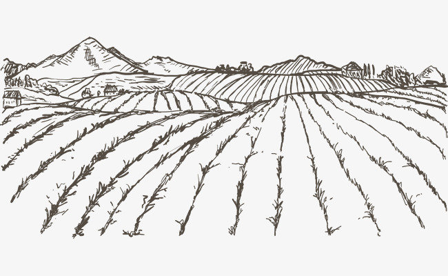 素描田地