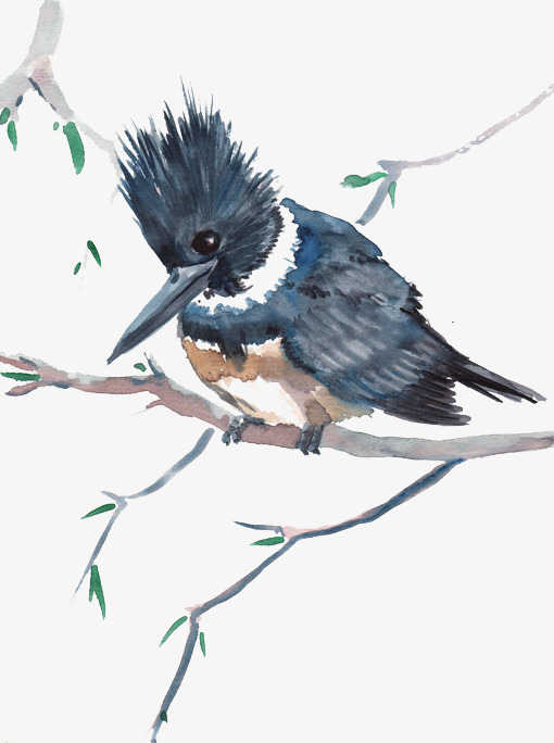 炸毛的小鸟素材图片免费下载_高清psd