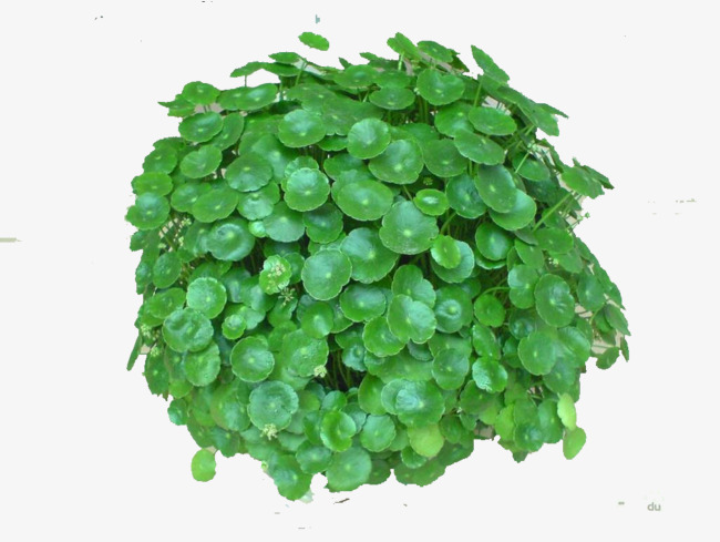 积雪草的药用作用素材图片免费下载_高清图片png