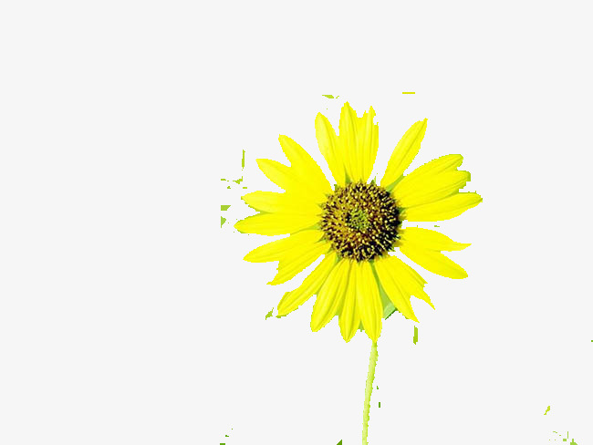 孤独一枝花素材图片免费下载_高清图片png