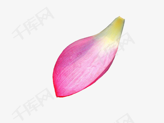 一片花瓣