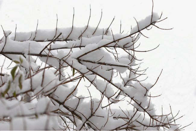 雪景树枝