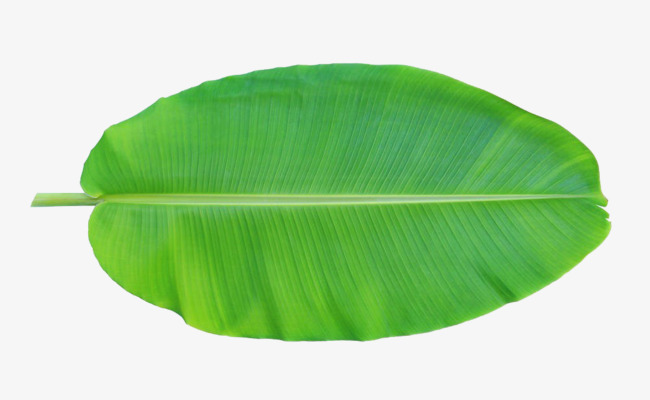 香蕉叶正面素材图片免费下载_高清产品实物png