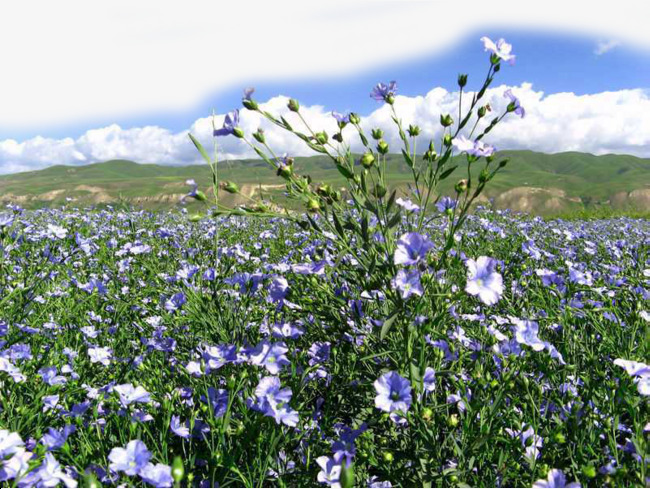 我的世界亚麻籽怎么种-