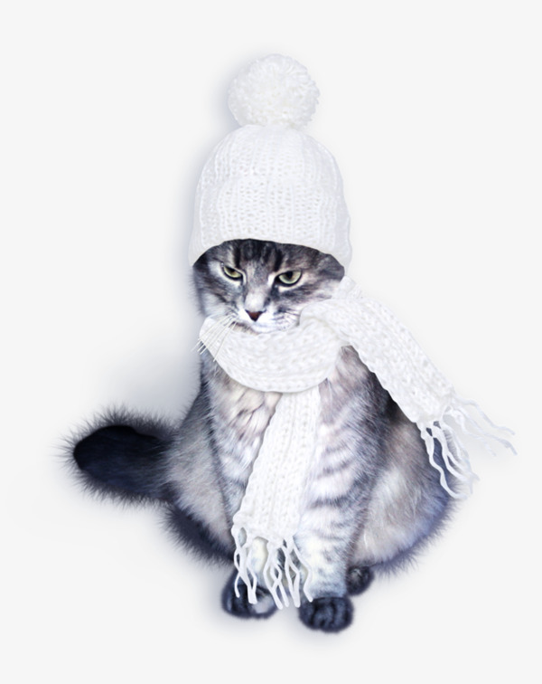 戴帽子的猫咪素材图片免费下载_高清卡通手绘