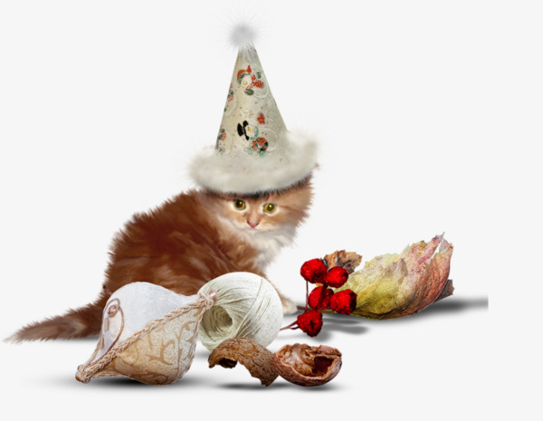 戴帽子的猫咪素材图片免费下载_高清png