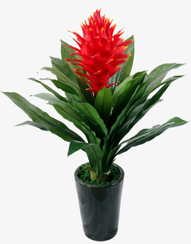 鸿运当头素材图片免费下载_高清png