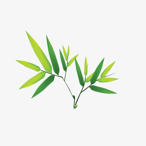 清新绿色柳树叶素材图片免费下载_高清装饰图案png