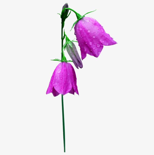 紫色一枝花水珠装饰图案素材图片免费下载_高清装饰图案png