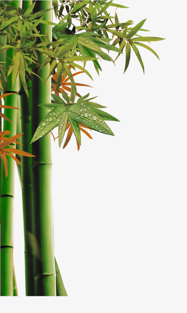 卡通绿色竹子装饰植物插画春天春季元素
