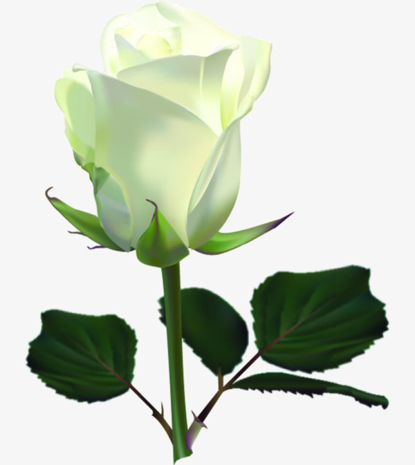 白色玫瑰花