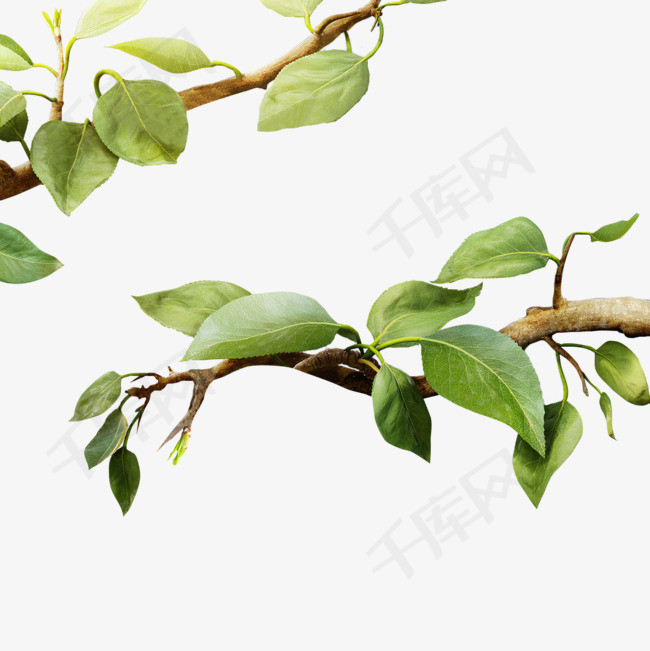 树枝树叶