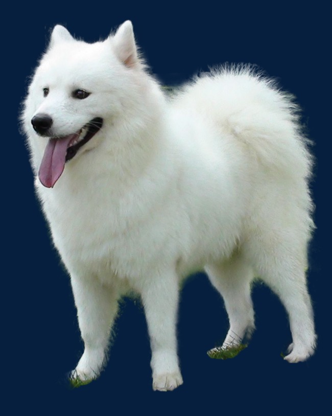 吐舌头的小狗素材图片免费下载_高清图片png_千库网(图片编号7653306)