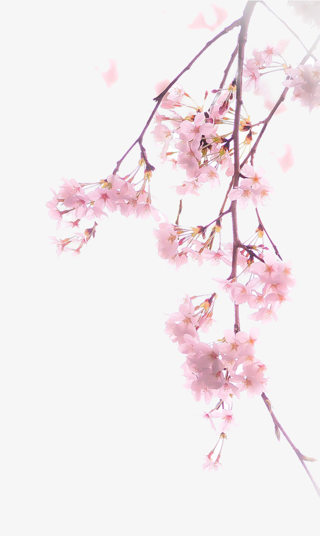 一枝樱花免抠素材