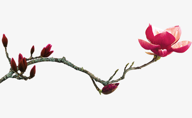 手绘山茶花花瓣