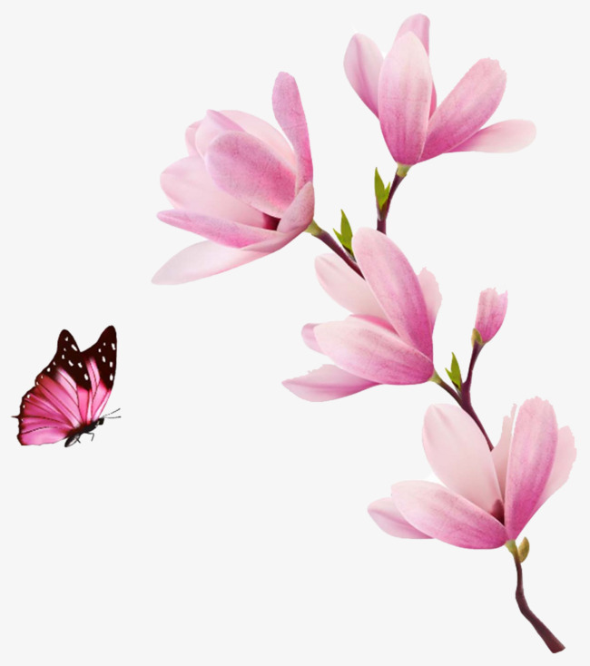 玉兰花画手绘