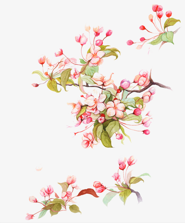 中国风手绘海棠