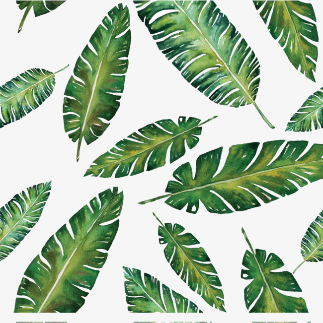 香蕉叶子素材图片免费下载_高清产品实物png