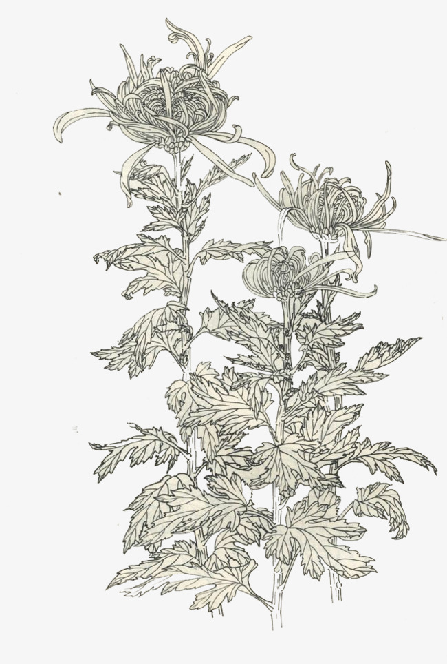 流苏花瓣菊