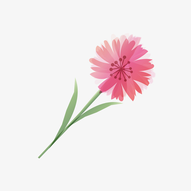 绿叶上的花朵图片