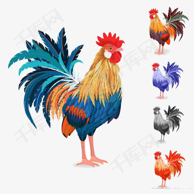 彩色的公鸡鸡公鸡彩色png素材