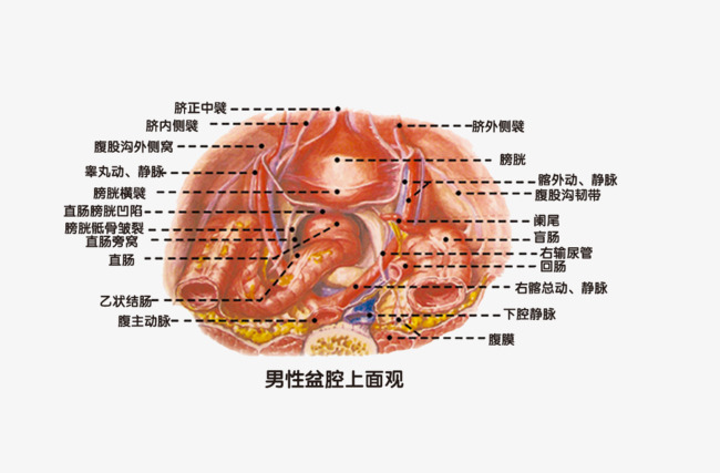 男性盆腔解剖图素材