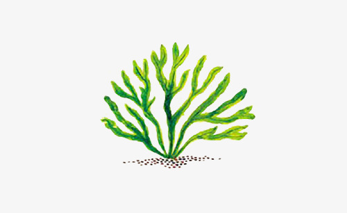 墨角藻画