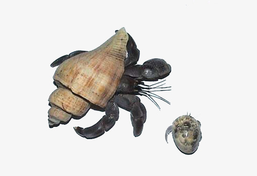 寄居蟹图片摄影素材图片免费下载_高清png