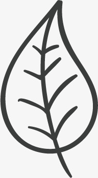 一片叶子黑色线条素描简笔一片桔梗          