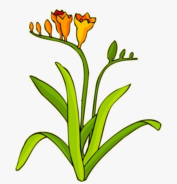 绿叶上的花朵图片